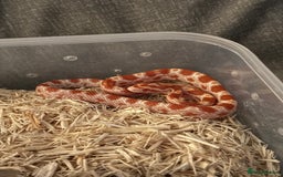 Corn Snake reptiles for sale: Only have 10 beautiful amel Cornsnakes left - Image 2