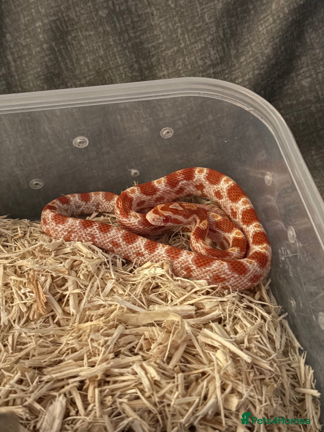 Corn Snake reptiles for sale: Only have 10 beautiful amel Cornsnakes left - Image 2