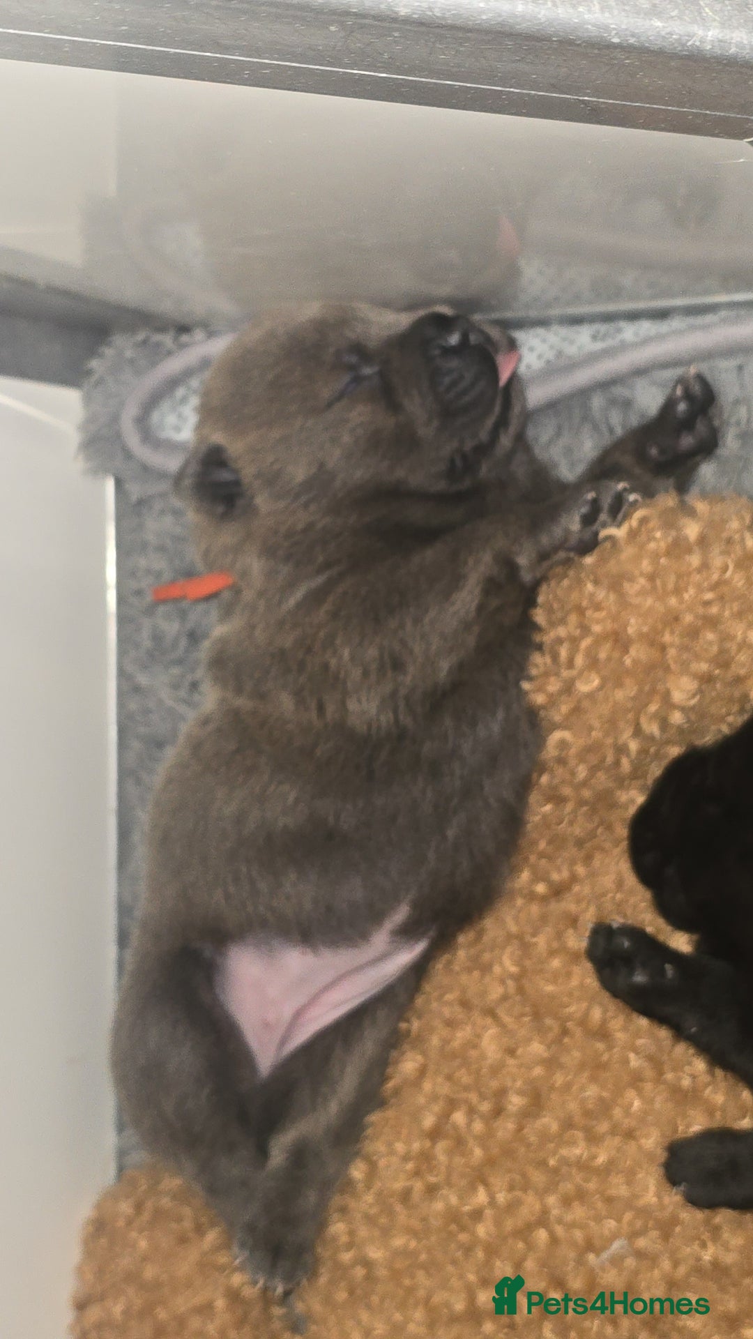 Mixed Breed dogs for sale: Chaffy puppies - Image 20