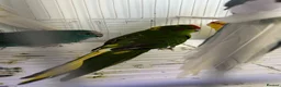 Mixed Breed birds for sale: Kakarikis  - Advert 4