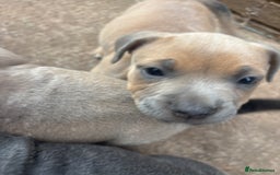 Mixed Breed dogs for sale: Staffy cross Frenchie puppies - Image 18