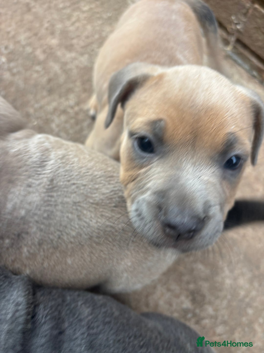Mixed Breed dogs for sale: Staffy cross Frenchie puppies - Image 18