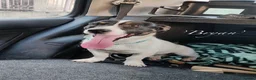 Mixed Breed dogs for adoption: Bryan, 1 yr approx. Available for adoption. in Brixham - Advert 3