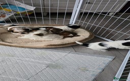 Shih Tzu dogs for sale: Last two puppies from liter 🐶🐶 - Image 4