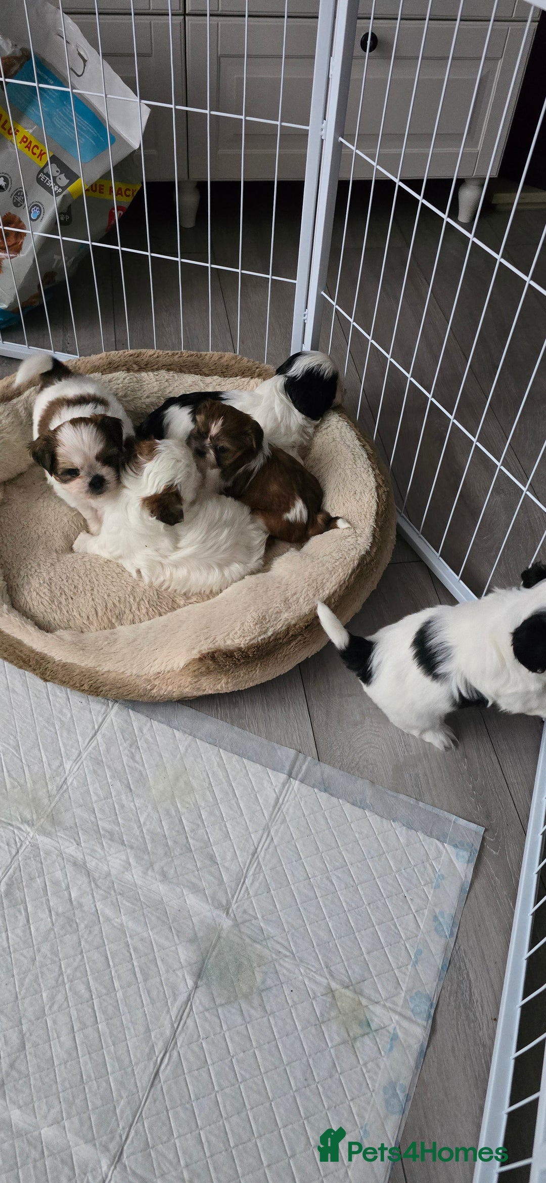 Shih Tzu dogs for sale: Last two puppies from liter 🐶🐶 - Image 4