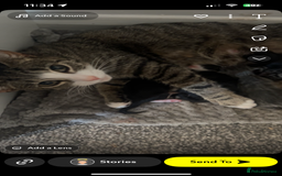 British Shorthair cats for sale: Kittens for sale  - Image 2