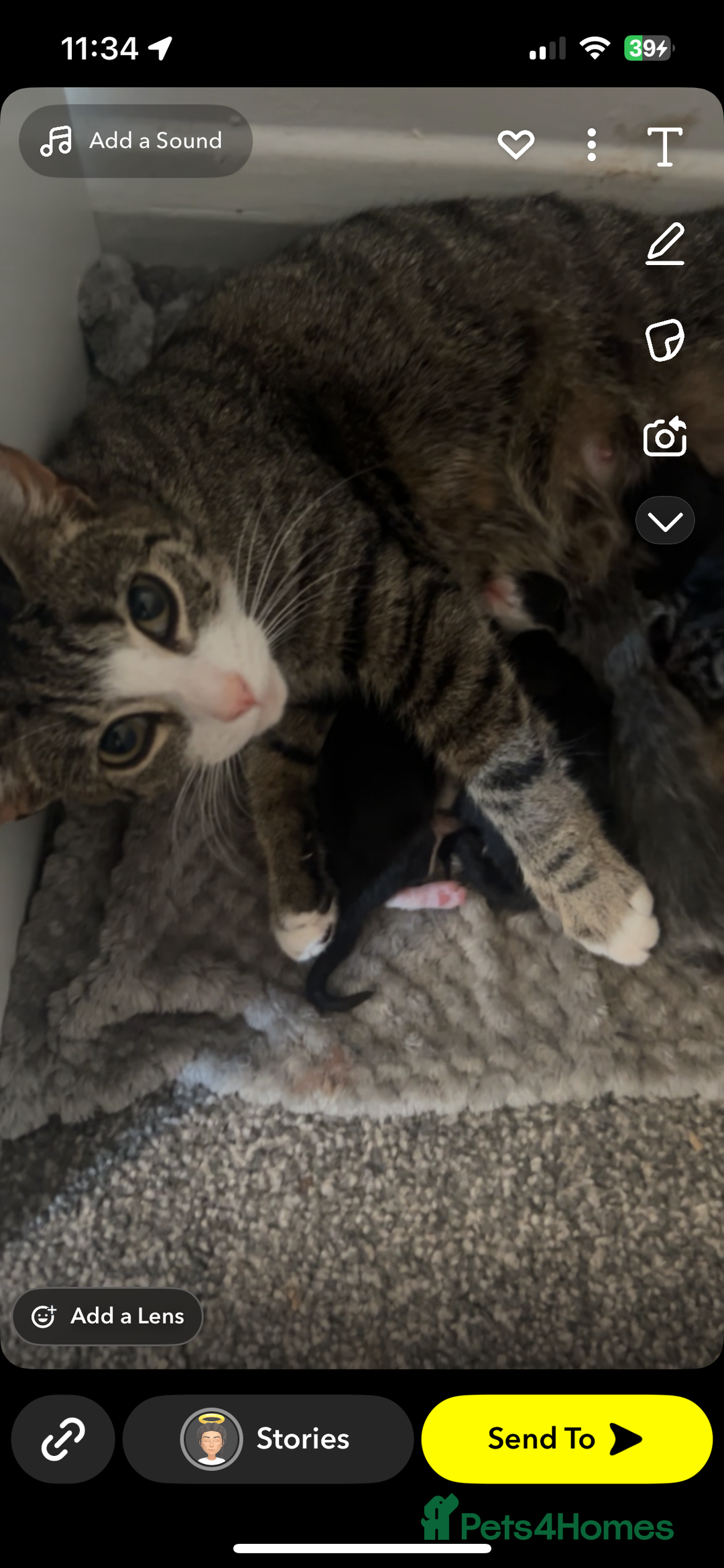 British Shorthair cats for sale: Kittens for sale  - Image 2