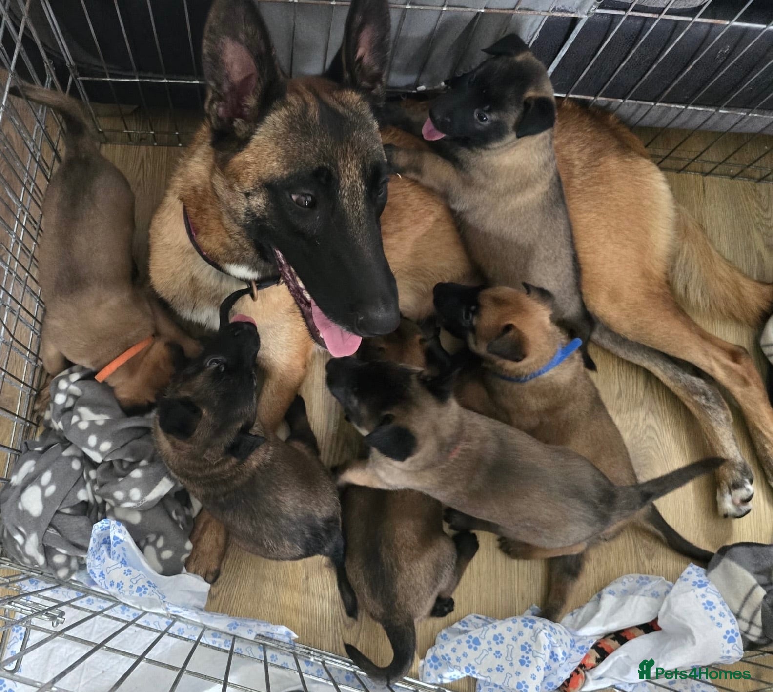 Belgian Shepherd Dog dogs Exceptional Belgian Malinois Puppies - Advert 3