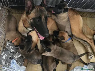 Belgian Shepherd Dog dogs Exceptional Belgian Malinois Puppies - Advert 3