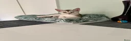 Abyssinian cats for sale: Silver Abyssinian kittens  - Advert 37
