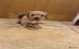 Mini Goldendoodle dogs for sale: Goldendoodle Puppies F2– Therapy & Support Dog Mum - Image 6
