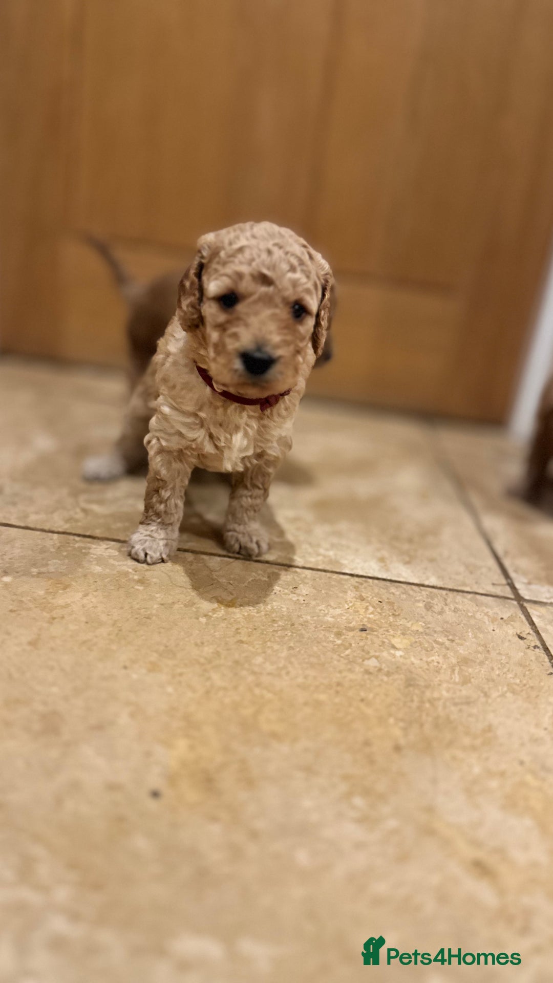 Mini Goldendoodle dogs for sale: Goldendoodle Puppies F2– Therapy & Support Dog Mum - Image 6
