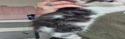 Mixed Breed cats for sale: 3 Beautiful kittens  - Advert 3