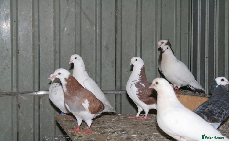 Mixed Breed poultry - Advert 2