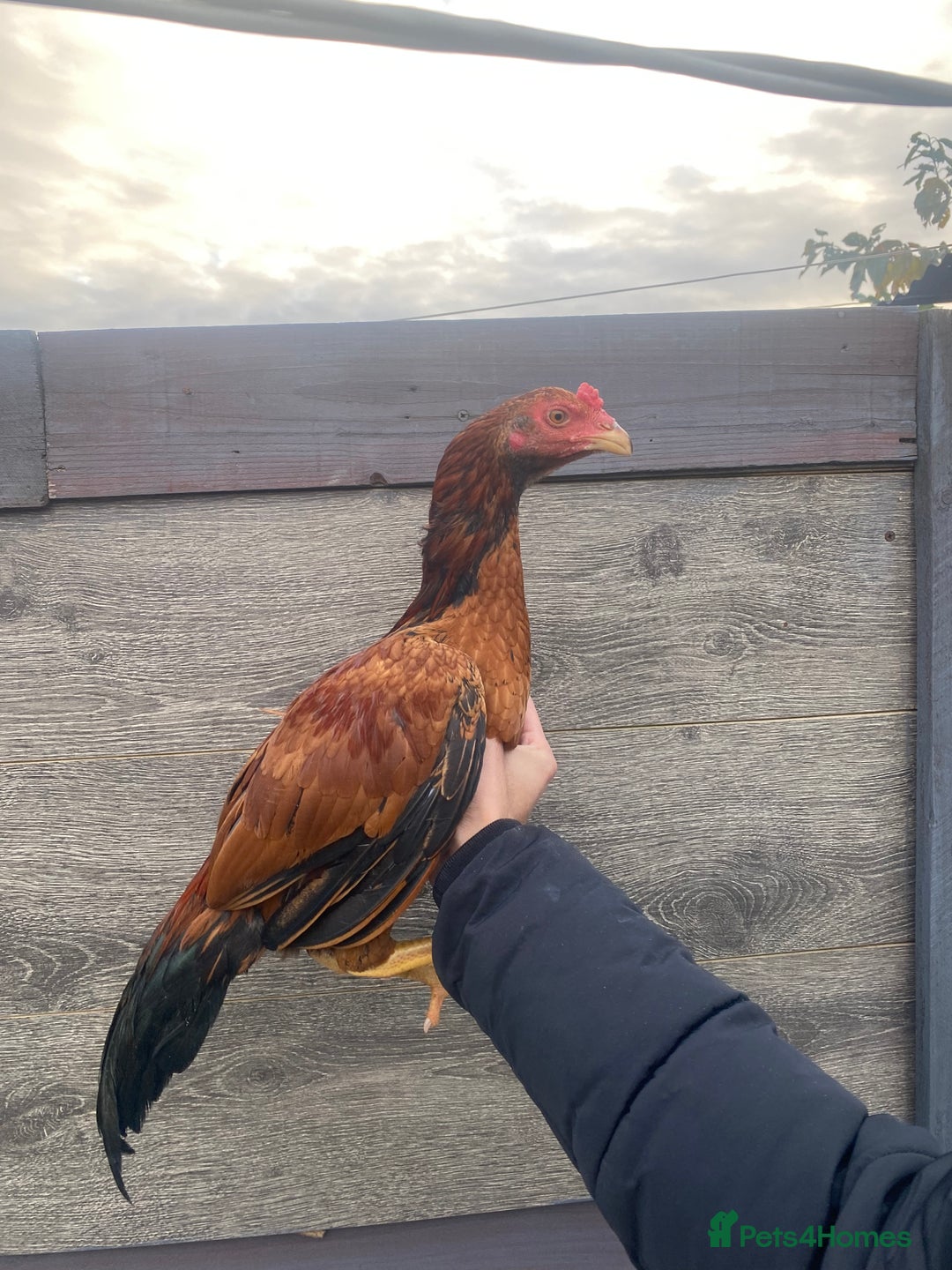 Chickens poultry for sale: Aseel/game chickens  - Image 1