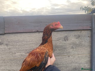 Chickens poultry - Advert 1