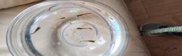 Live Bearers fish for sale: 6 Guppy / Endler-Type Tropical Fish in London - Advert 3