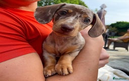 Miniature Dachshund dogs for sale: Beautiful miniature dachshund puppy - Image 9