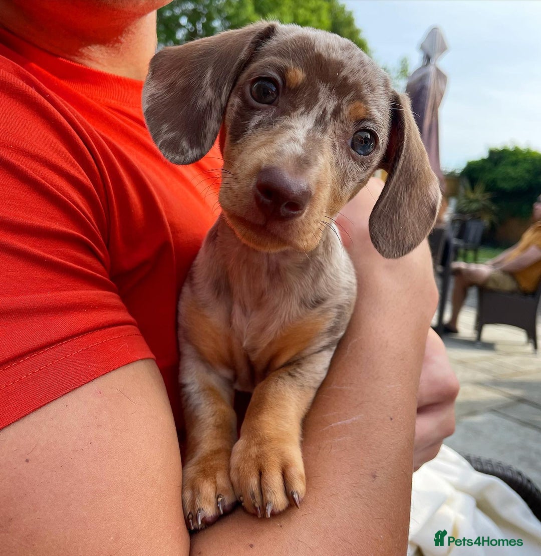 Miniature Dachshund dogs for sale: Beautiful miniature dachshund puppy - Image 9