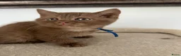 British Shorthair cats for sale: British Shorthair Kittens  - Advert 1