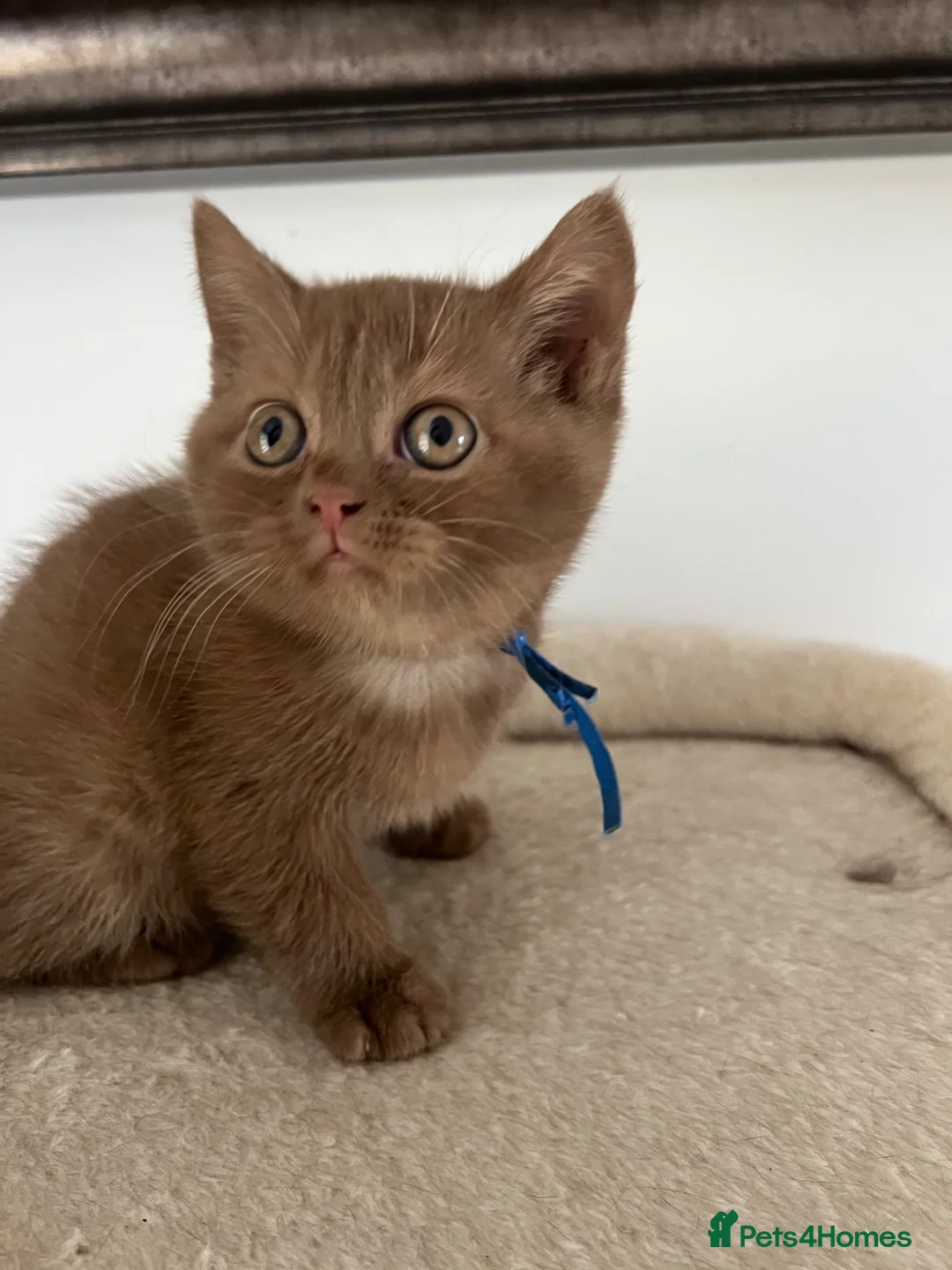 British Shorthair cats for sale: British Shorthair Kittens  - Advert 1