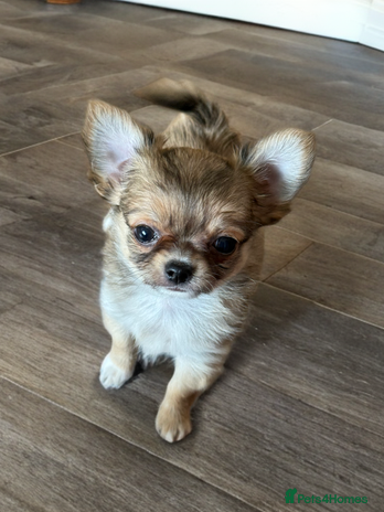 Chihuahua dogs Last show quality KC long coat Boy Russian lines - Advert 9