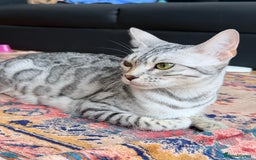 Balinese cats for sale: kittens - Image 13