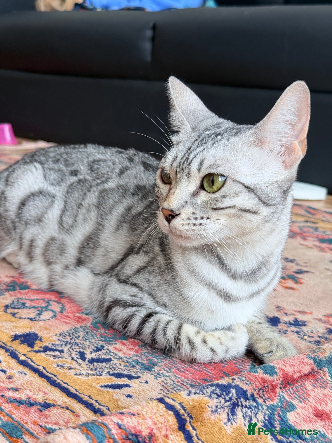 Balinese cats for sale: kittens - Image 13