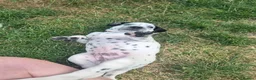 Mixed Breed dogs for sale: READY NOW 2 boys Sprollie x Dalmatian pups - Advert 12