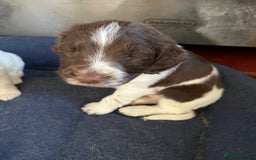 English Springer Spaniel dogs for sale: Springer spaniel puppies - Image 13