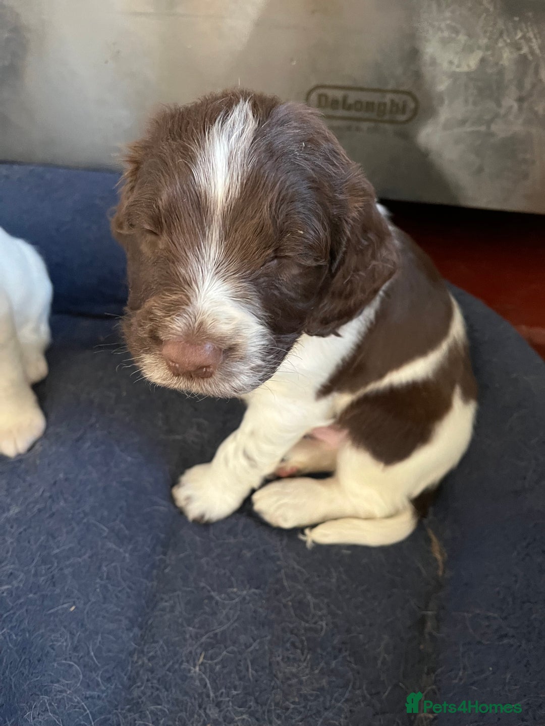 English Springer Spaniel dogs for sale: Springer spaniel puppies - Image 13