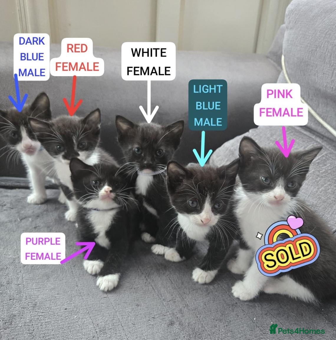 Mixed Breed cats 🐾GORGEOUS KITTENS READY FOR THEIR FOREVER HOMES🐾 - Advert 1