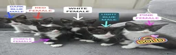 Mixed Breed cats for sale: 🐾GORGEOUS KITTENS READY FOR THEIR FOREVER HOMES🐾 - Advert 1