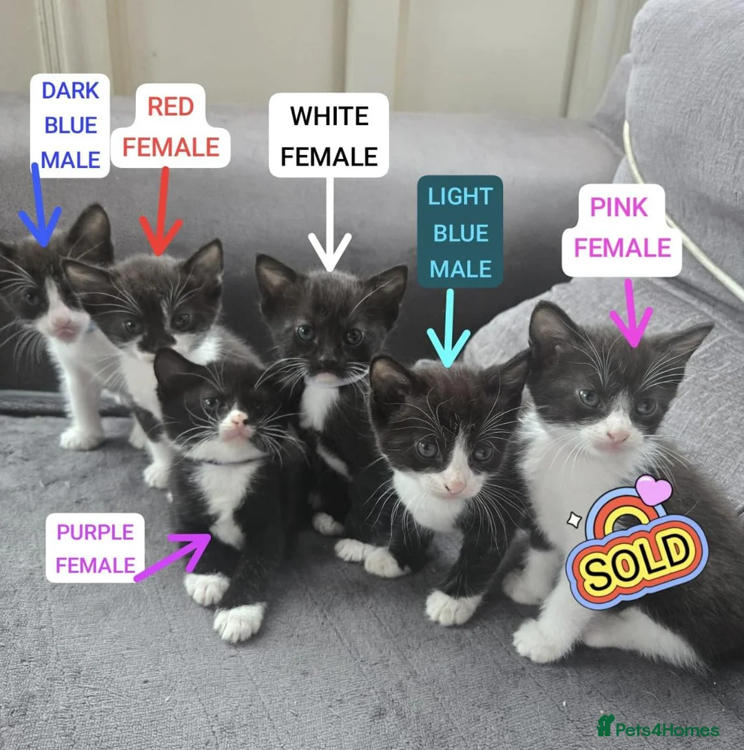Mixed Breed cats for sale: 🐾GORGEOUS KITTENS READY FOR THEIR FOREVER HOMES🐾 - Advert 1