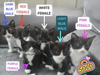 Mixed Breed cats 🐾GORGEOUS KITTENS READY FOR THEIR FOREVER HOMES🐾 - Advert 1
