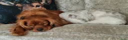 Cavalier King Charles Spaniel dogs for sale: Very Happy Cavalier King Charles  - Advert 7