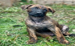 Belgian Shepherd Dog dogs for sale: Stunning Dutch Herder x Alano Español Pups  - Image 23