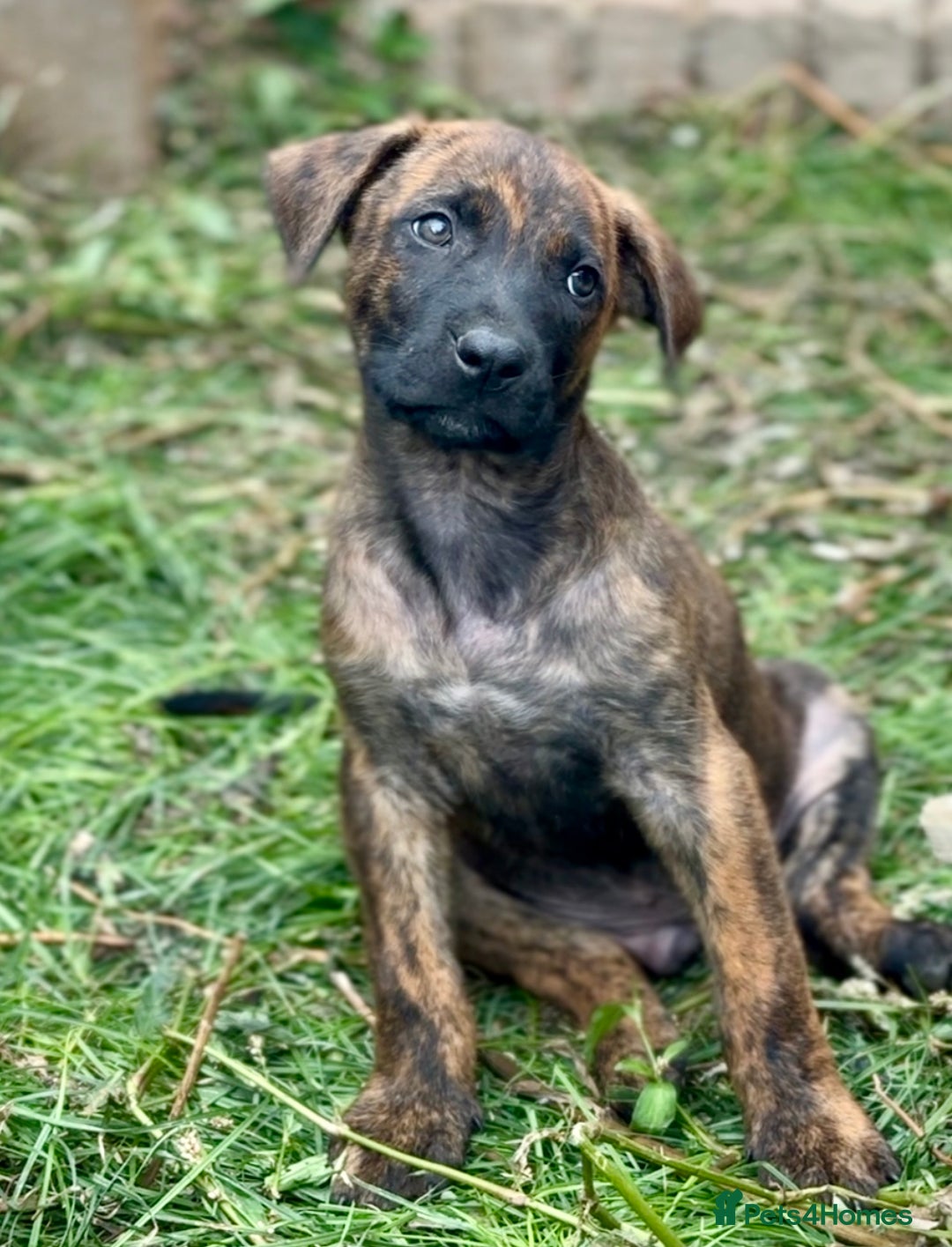 Belgian Shepherd Dog dogs for sale: Stunning Dutch Herder x Alano Español Pups  - Image 23