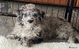 Cockapoo dogs for sale: Gorgeous F2 Cockapoos - Image 1