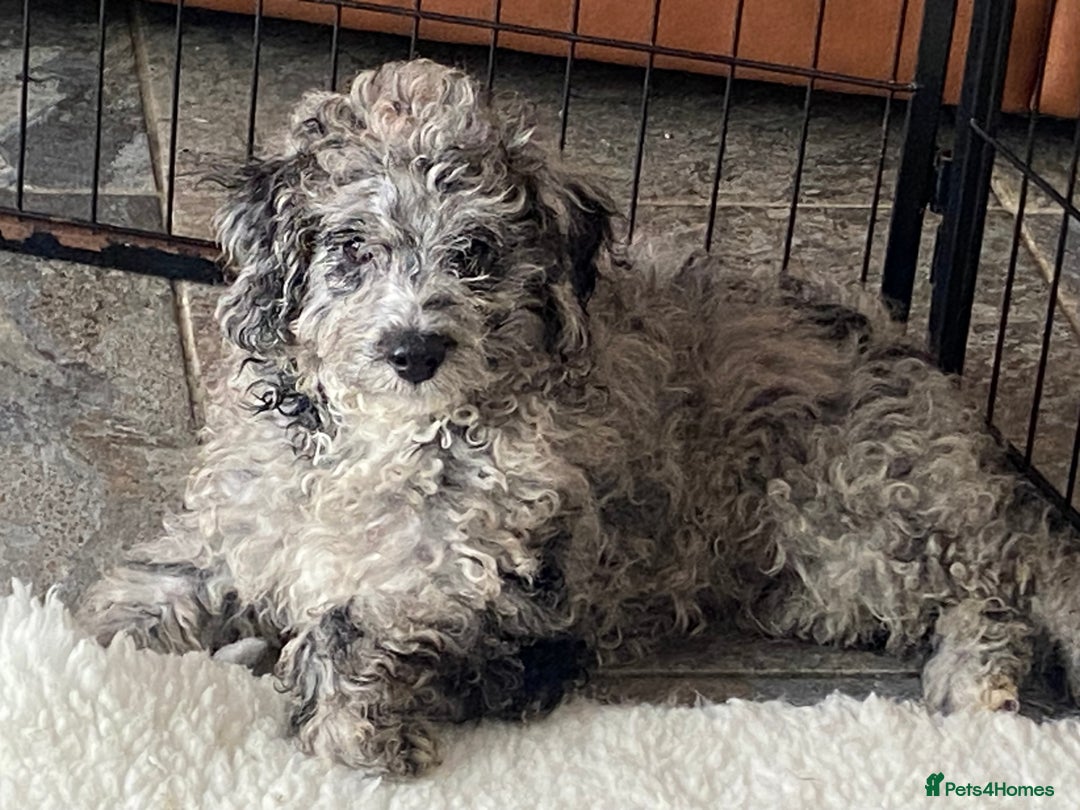 Cockapoo dogs for sale: Gorgeous F2 Cockapoos - Image 1