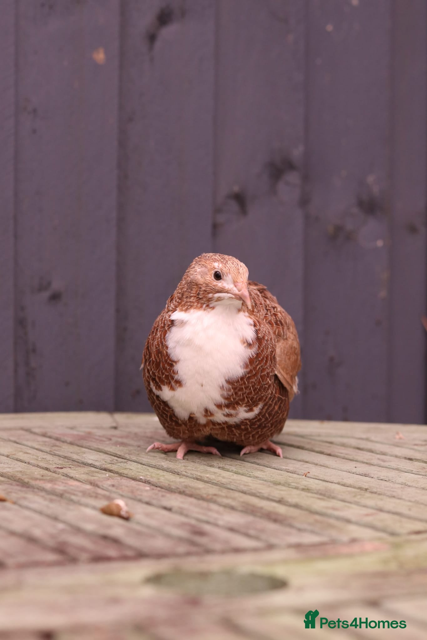 Quail poultry Mixed colour jumbo cortnix quail hatching eggs - Advert 1