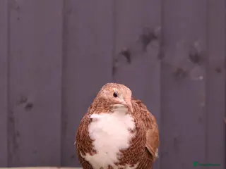 Quail poultry Mixed colour jumbo cortnix quail hatching eggs - Advert 1