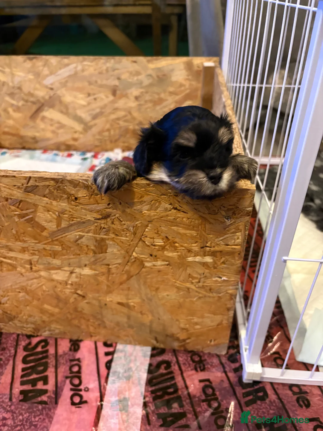 Maltipoo dogs for sale: Tiny Stunning maltipoo puppies  - Advert 2