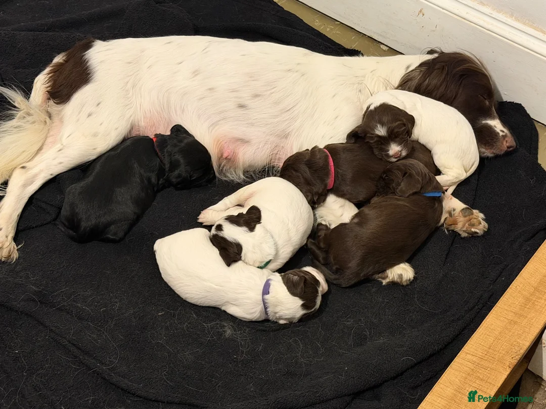 Sprocker dogs for sale: Sprocker puppies for sale  in Craven Arms - Advert 1