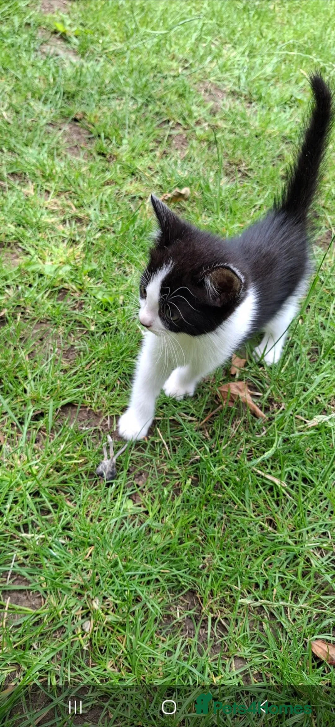 British Shorthair cats for sale: 5 British Shorthair Kittens for Sale!  in Bedford - Advert 15