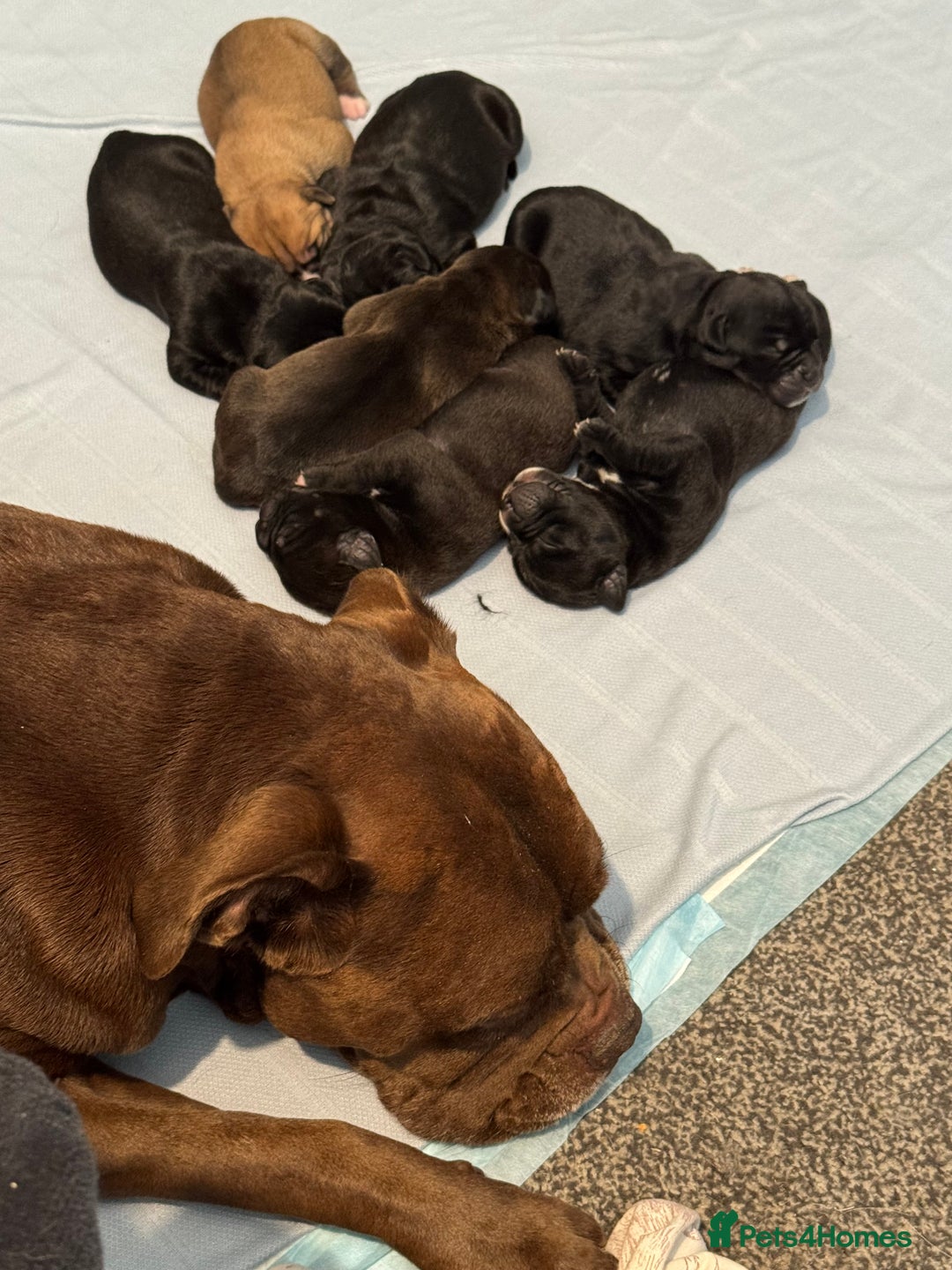 Mixed Breed dogs for sale: 7 beautiful puppies for sale - Image 29