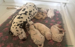 Dalmatian dogs for sale: Malosky Dalmatians  - Image 12