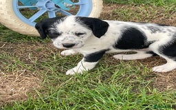 Mixed Breed dogs for sale: Rare Dalmadoodle puppies 🐶 🩷  - Image 14
