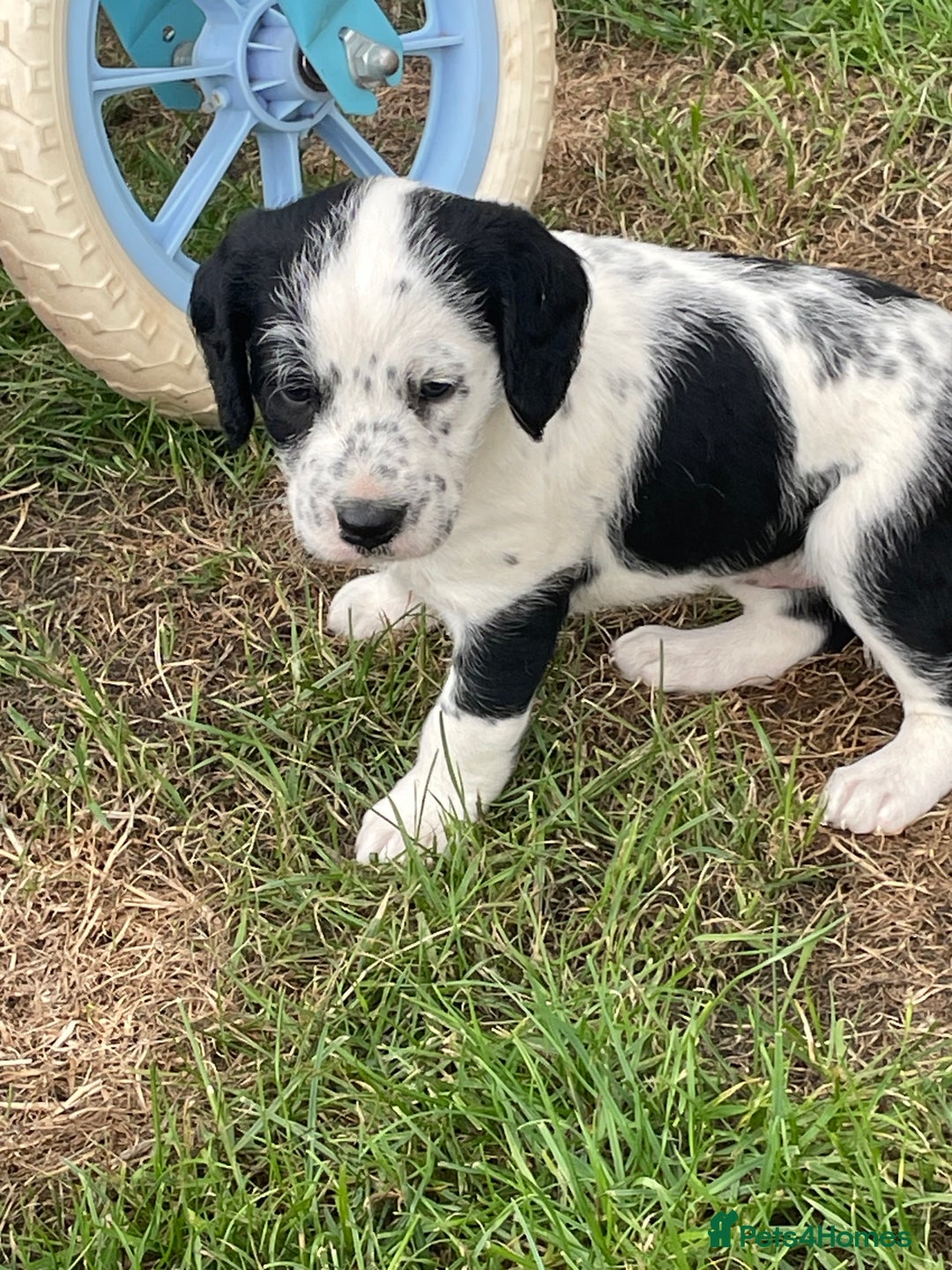 Mixed Breed dogs for sale: Rare Dalmadoodle puppies 🐶 🩷  - Image 14