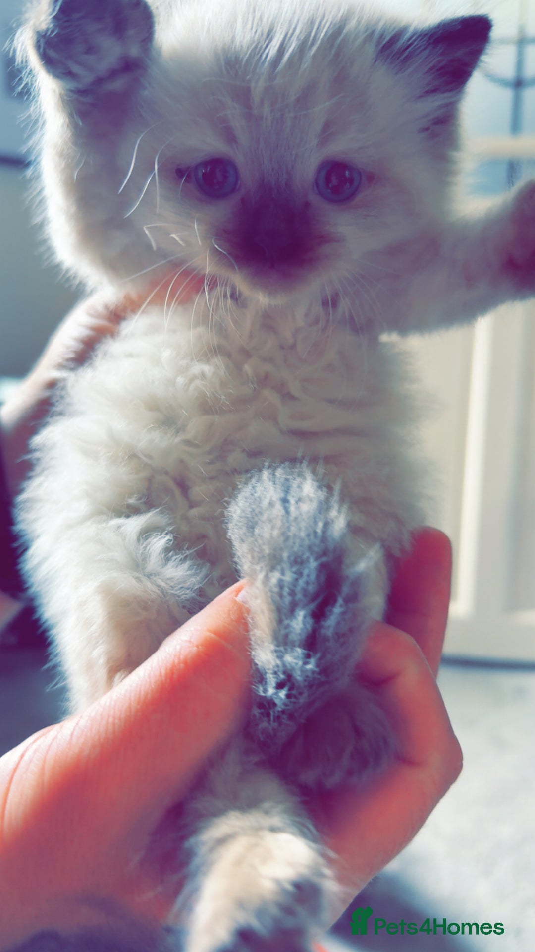Ragdoll cats for sale: Ragdoll kittens for sale  - Image 3